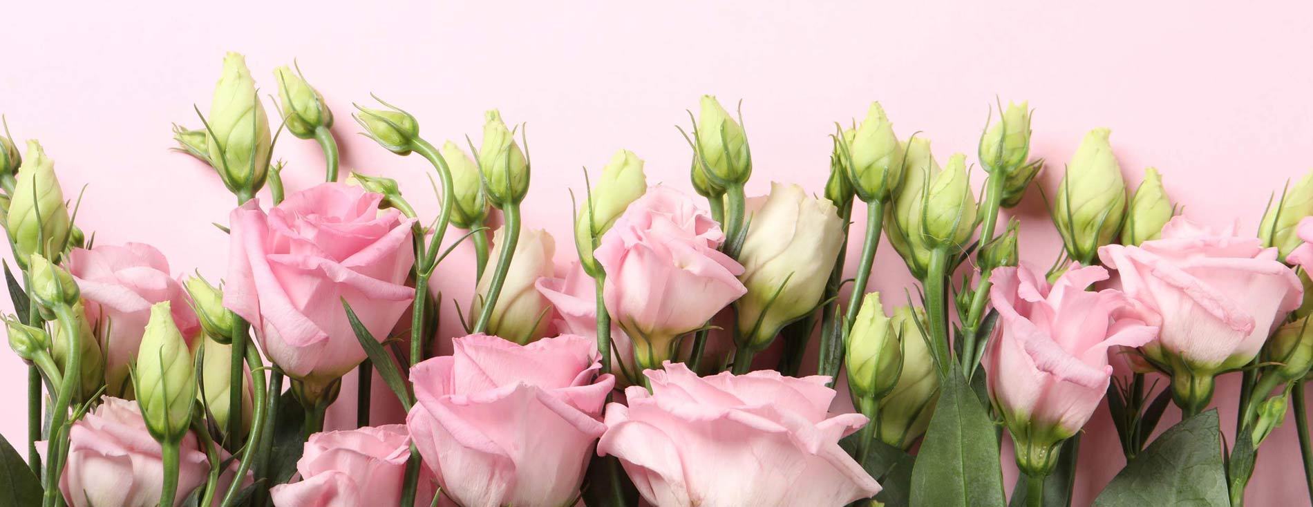 Květiny Cattleya - velkoobchod