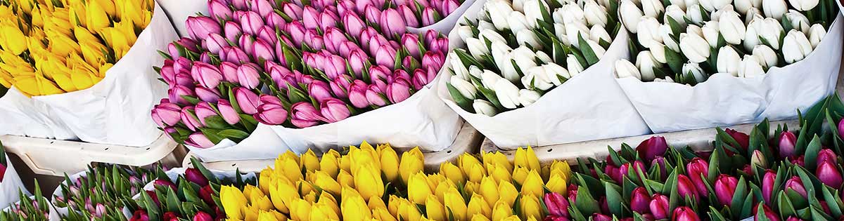 Fotografie - Květiny Cattleya - velkoobchod a maloobchod - květiny, rostliny, bytové dekorace - Jesenice, České Budějovice, Praha