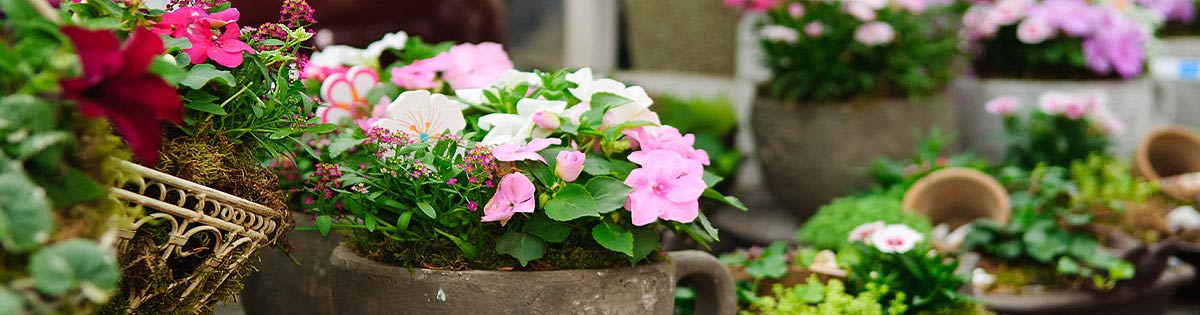 Fotografie - Květiny Cattleya - velkoobchod a maloobchod - květiny, rostliny, bytové dekorace - Jesenice, České Budějovice, Praha